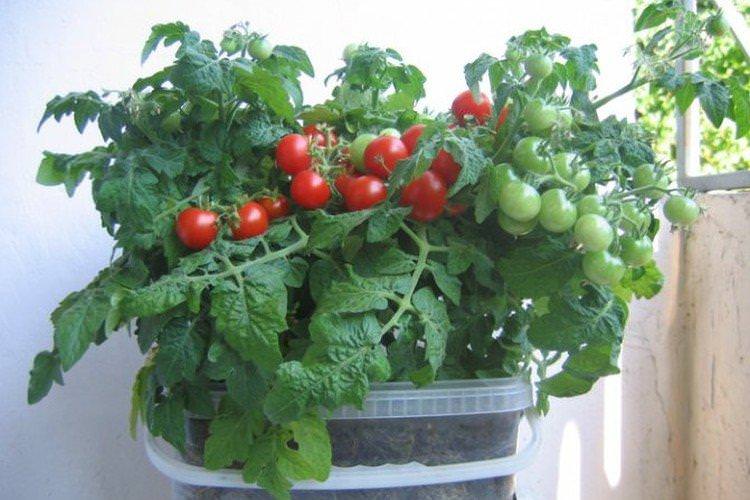 Бонсай - Популярні сорти томатів чері для підвіконня