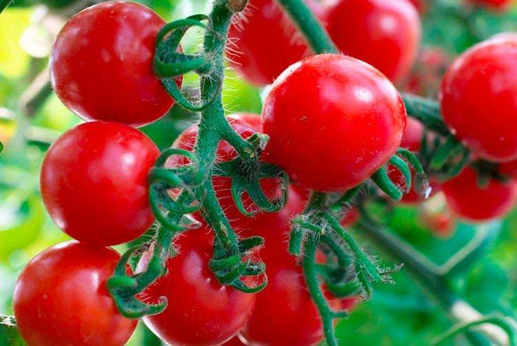 Мінібел - Популярні сорти томатів чері для підвіконня