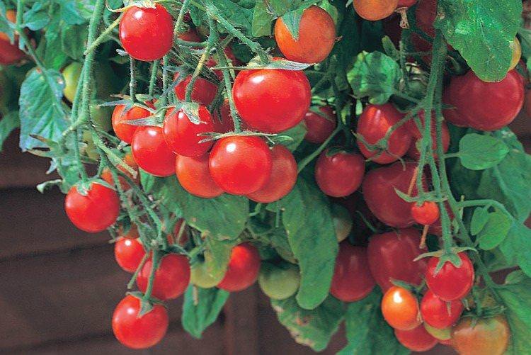 Перлина - Популярні сорти томатів чері для підвіконня