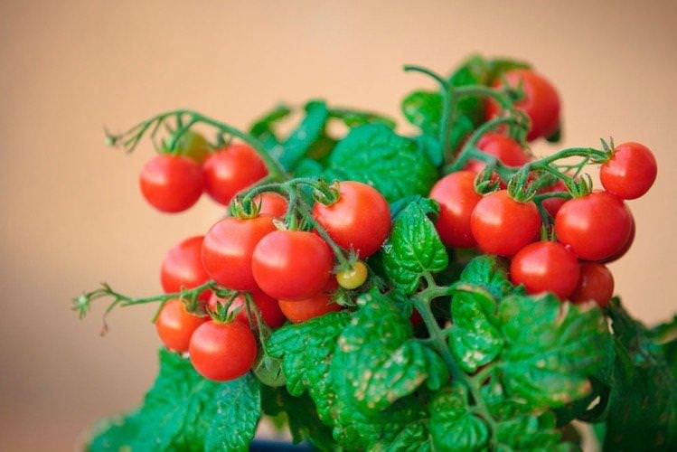 Пігмей - Популярні сорти томатів чері для підвіконня