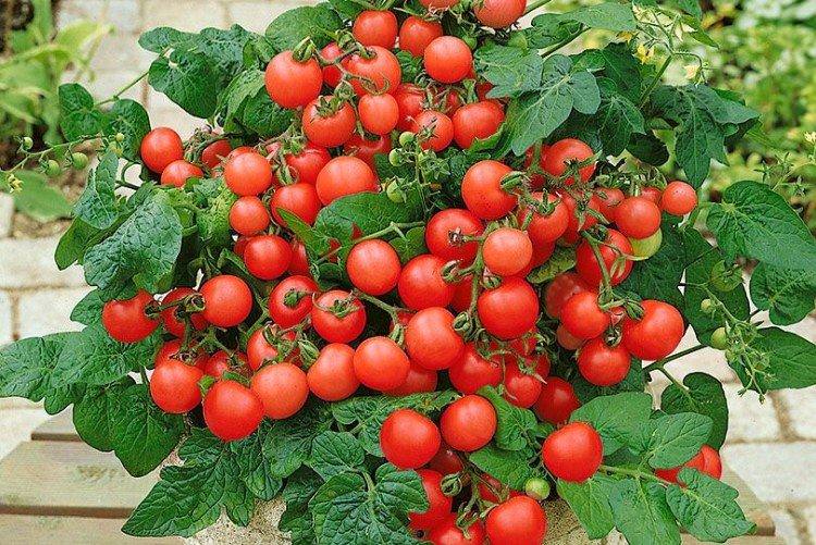 Балконне диво - Популярні сорти томатів чері для підвіконня