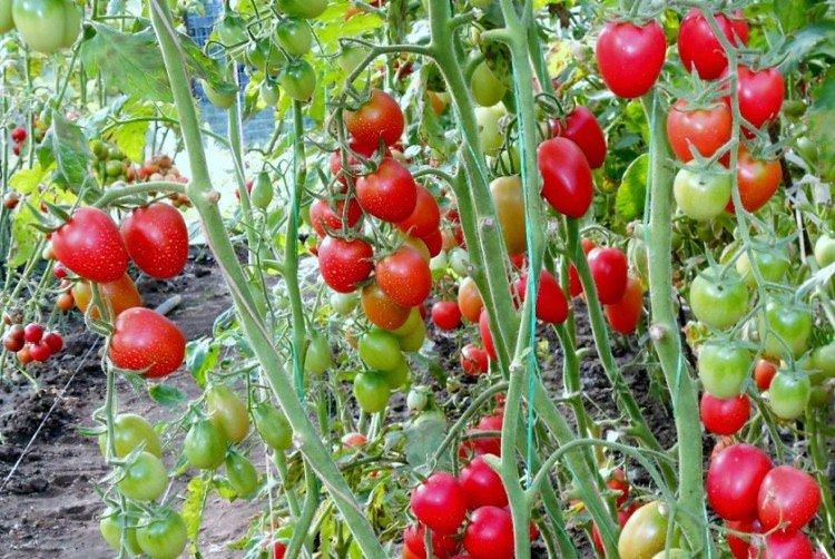 Лікопа - Найкращі сорти томатів чері для Підмосков'я