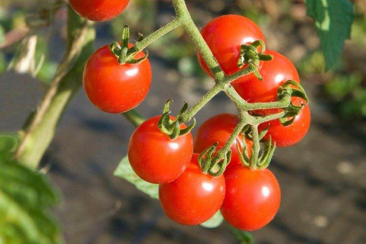 Міо - Найкращі сорти томатів чері для Підмосков'я