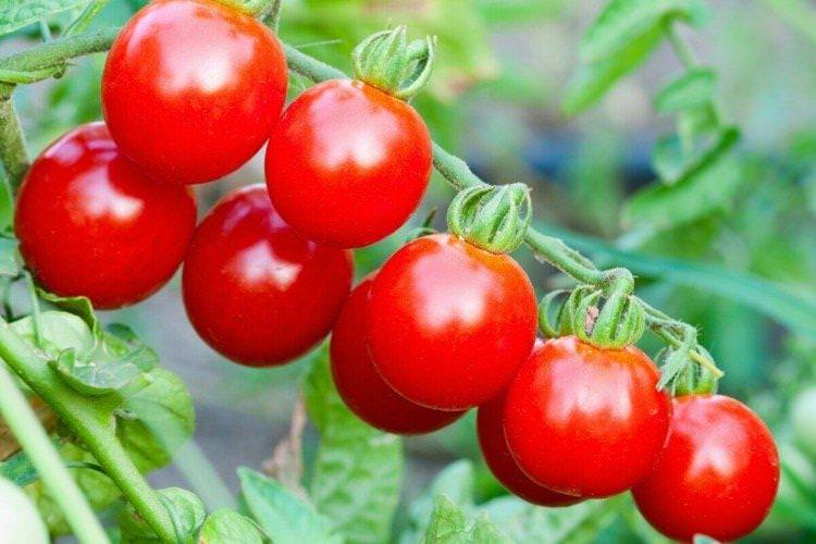 Марішка - Найкращі сорти томатів чері для Підмосков'я