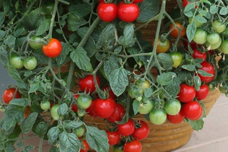 Червона шапочка - Найкращі сорти томатів чері для Підмосков'я