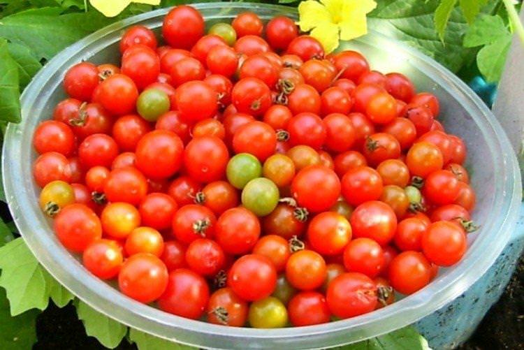 Намисто червоне - Найкращі сорти томатів чері дляУралу та Сибіру