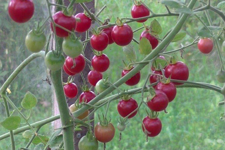 Шалун - Найкращі сорти томатів чері для Уралу та Сибіру