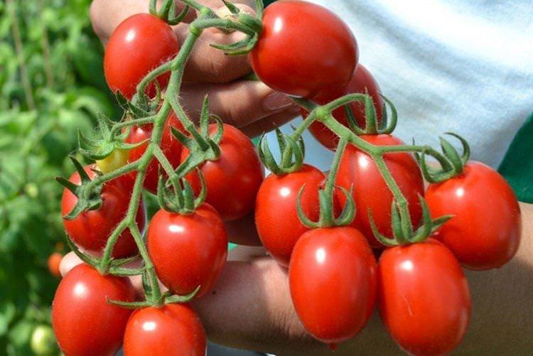 Вериге - Найкращі сорти томатів чері для Уралу та Сибіру