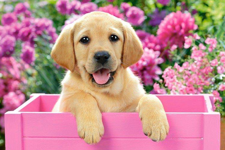 Скільки живуть собаки в залежності від породи
