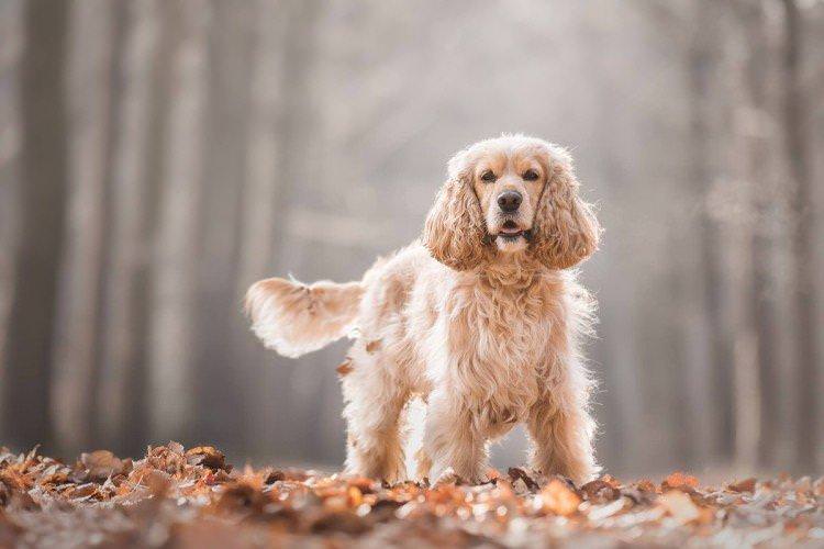 Ветеринарний контроль - Скільки живуть собаки