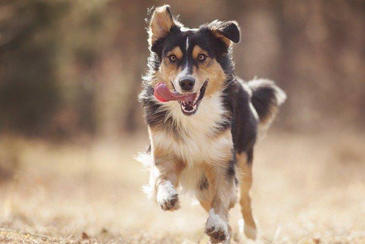 Прогулянки та активний спосіб життя - Скільки живуть собаки