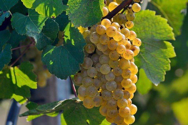 Шардоні - Сорти винограду для білого вина