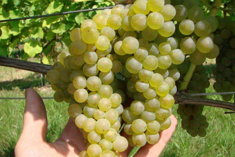 Б'янка - Сорти винограду для білого вина