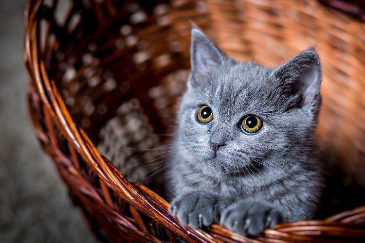 Скільки живуть кішки в залежності від породи