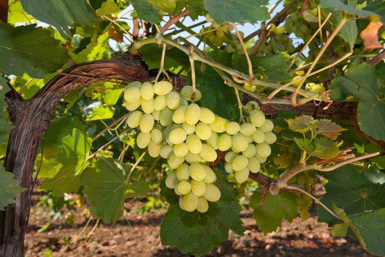 Аліготе - Сорти винограду для білого вина
