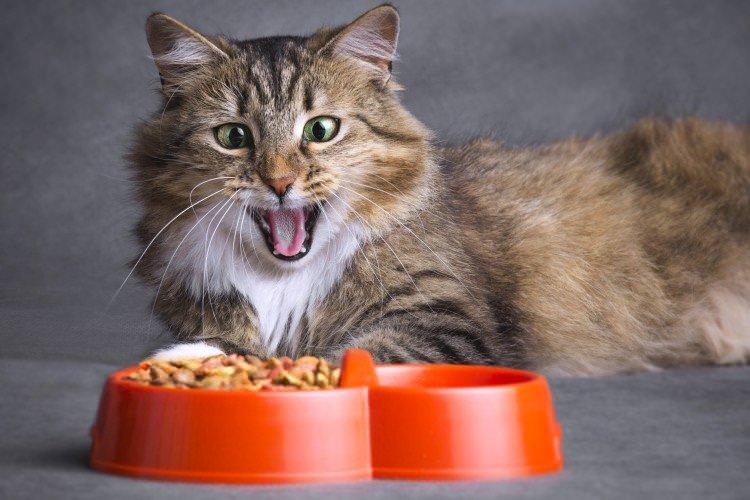 Правильне харчування - Скільки живуть кішки