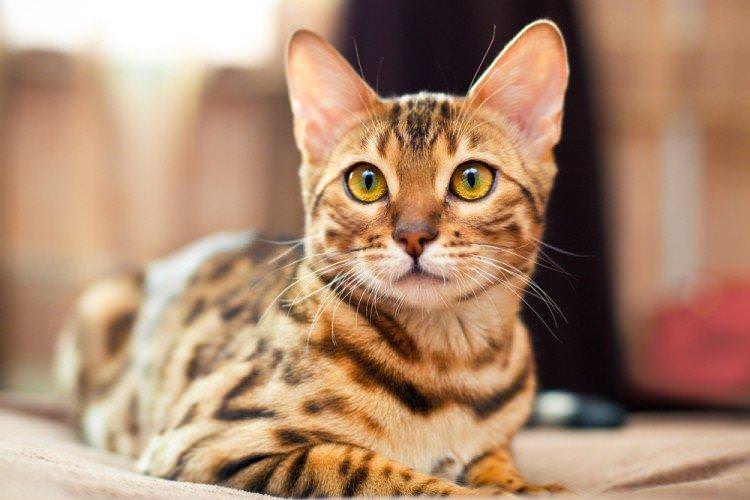 Стерилізація - Скільки живуть кішки