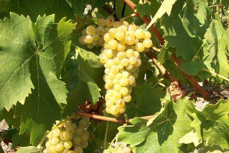 Мускат - Сорти винограду для білого вина