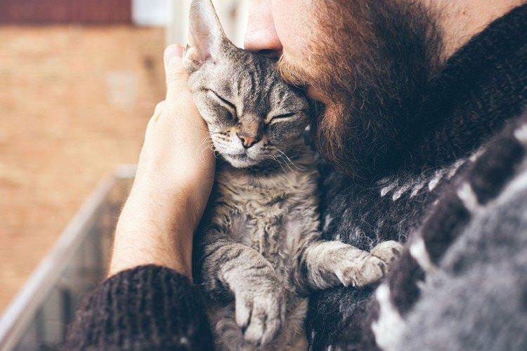 Любов і увага - Скільки живуть кішки