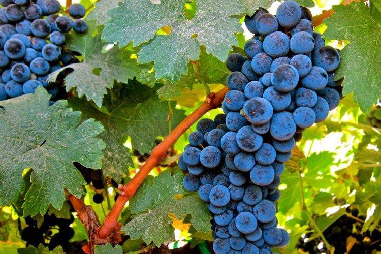 Бастардо - Сорти винограду для червоного вина