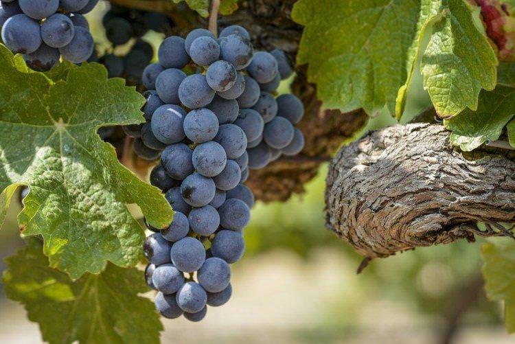 Мерло - Сорти винограду для червоного вина