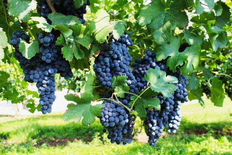 Піно Нуар -Сорти винограду для червоного вина