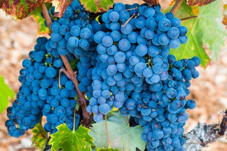 Мурведр - Сорти винограду для червоного вина