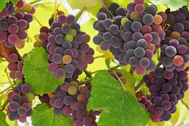 Ізабелла - Сорти винограду для червоного вина