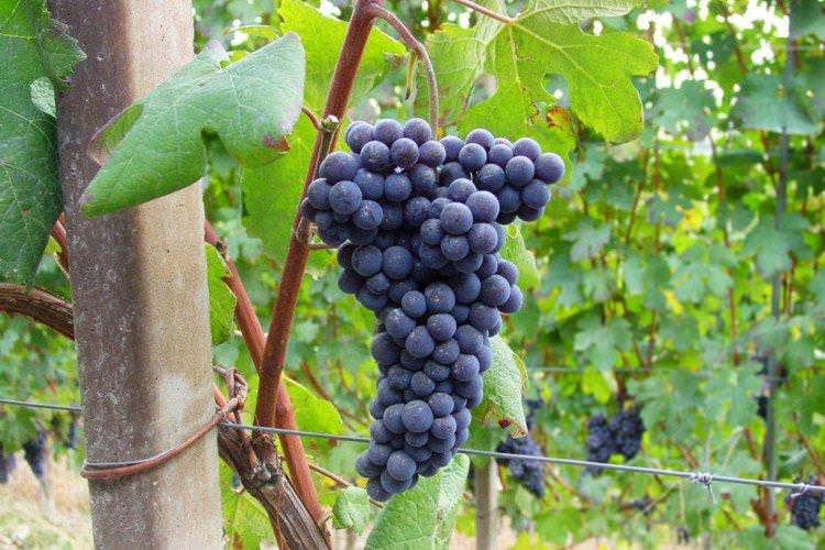 Терновий - Елітні сорти винограду для вина