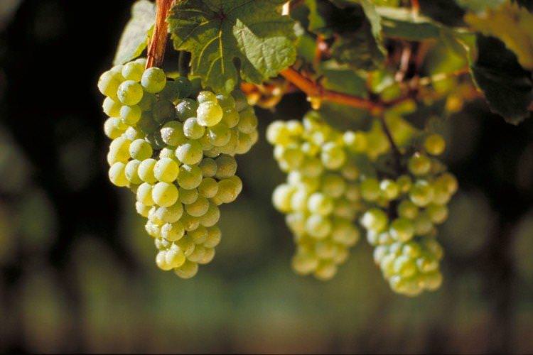 Ріслінг - Елітні сорти винограду для вина