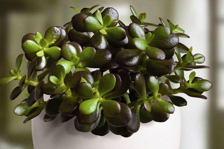 Товстянка - Найвибагливіші кімнатні рослини