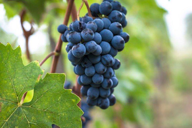 Санджовезе - Елітні сорти винограду для вина