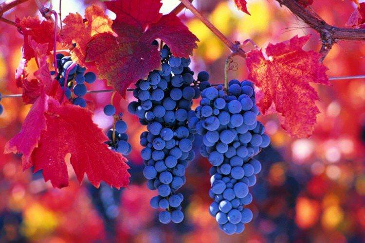 Карменер - Елітні сорти винограду для вина