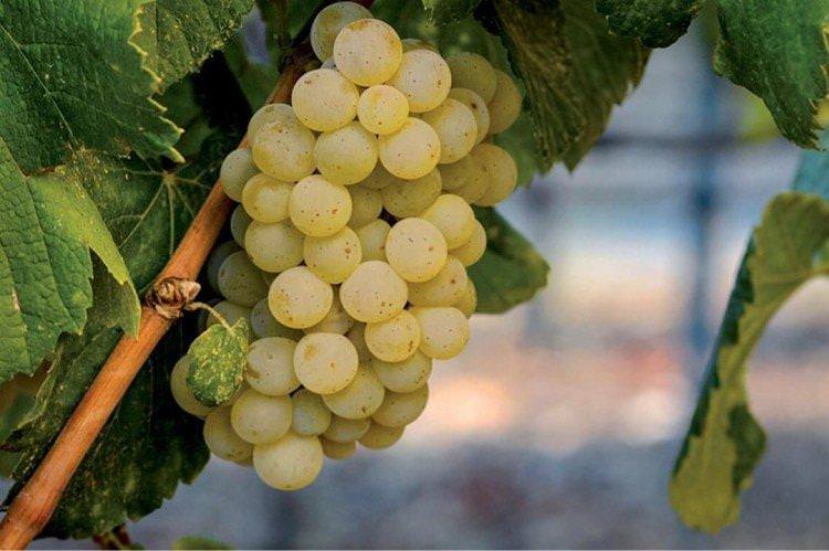 Альбаріньо - Елітні сорти винограду для вина