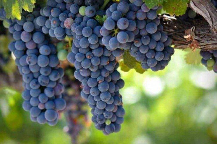 Зілга - Найкращі винні сорти винограду для Підмосков'я