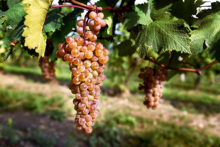 Ркацителі - Найкращі винні сорти винограду для Підмосков'я