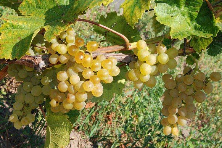 Кристал - Кращі винні сорти винограду для Підмосков'я