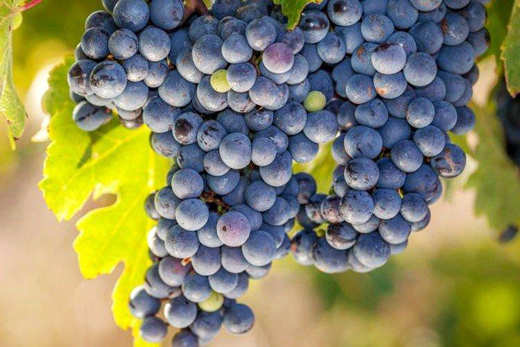 Мариновський - Найкращі винні сорти винограду для Підмосков'я