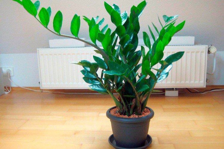 Заміокулькас - Найневибагливіші кімнатні рослини