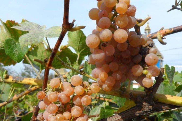 Дублянський - Найкращі винні сорти винограду для Підмосков'я