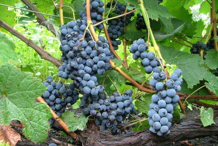 Альфа - Найкращі винні сорти винограду для Уралу та Сибіру
