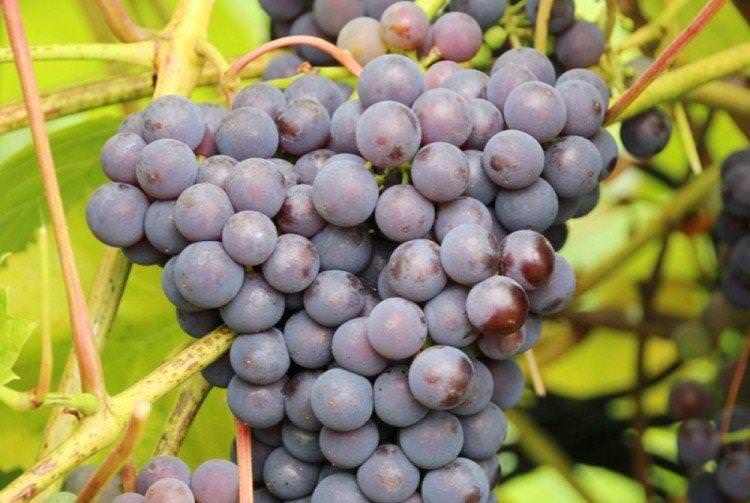 Добриня - Найкращі винні сорти винограду для Уралу та Сибіру
