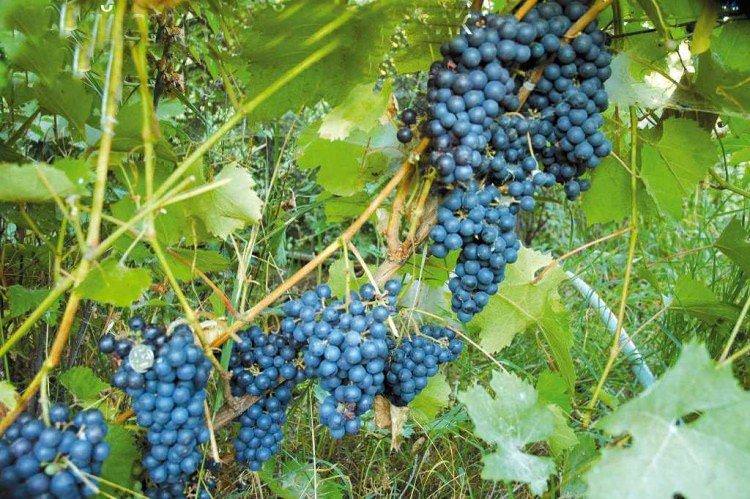 Амурський - Найкращі винні сорти винограду для Уралу та Сибіру