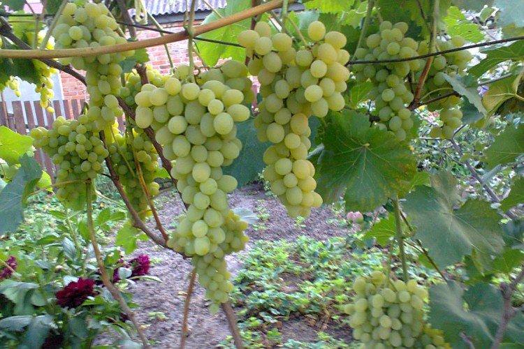 Онтаріо - Найкращі винні сорти винограду для Уралу та Сибіру