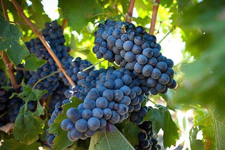 Алеатико - Найкращі винні сорти винограду для Криму