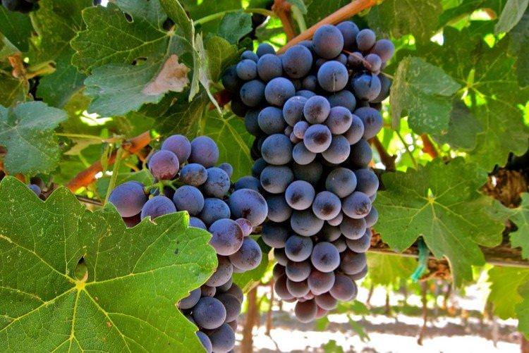 Барбера - Найкращі винні сорти винограду для Криму