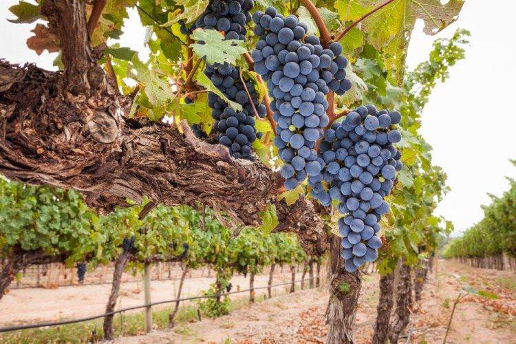 Сапераві - Найкращі винні сорти винограду для Криму