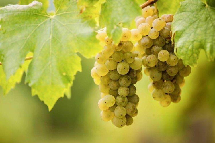 Фурмінт - Найкращі винні сорти винограду для Криму