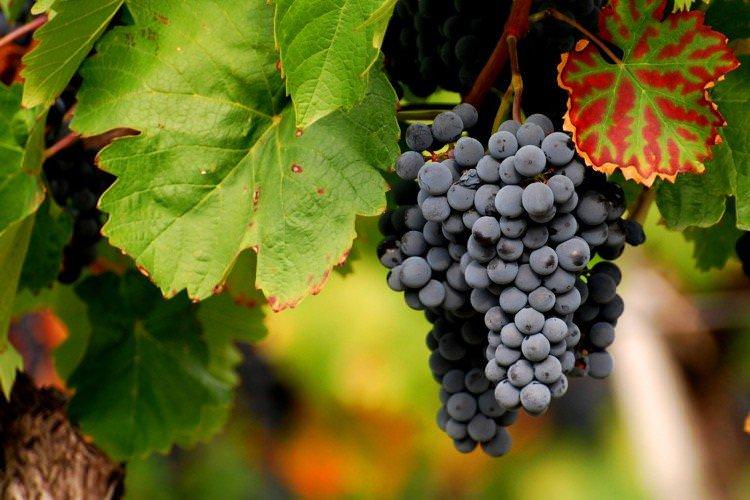 Хіндогни - Найкращі винні сорти винограду для Криму