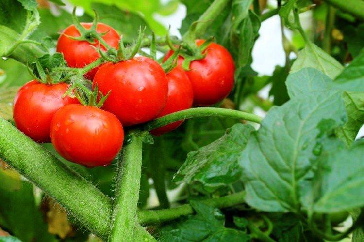 Вибух - найвищі врожайні сорти томатів для Підмосков'я